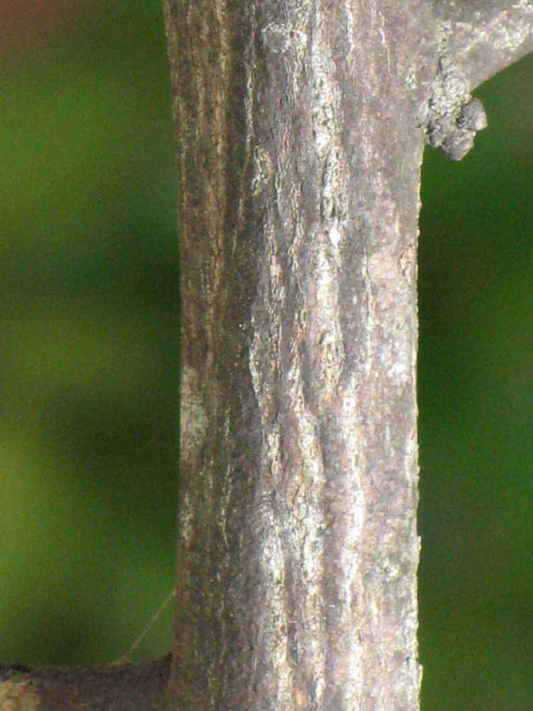              Second - third year twig (Winter Haven, FL)       